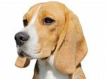 Braveair Beagles